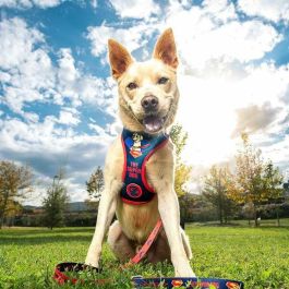 Dc Pets Arnés para Perros Talla XS-S Color Azul Dc Pets Arnés para Perros Talla XS-S Color Azul