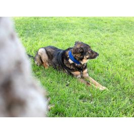 Mascow Collar Refrigerante Perro 30 cm Azul/Negro (Set de 20)