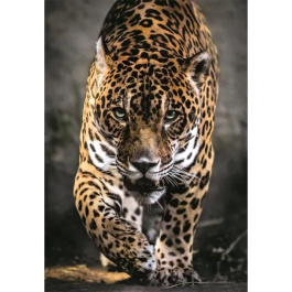 Clementoni CLE8005125399475 Compacto Puzzle 1000 piezas Paseo del Jaguar
