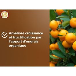 Or Brun OBRTAGR6U Tierra para cítricos y plantas mediterráneas BROWN GOLD 6L - Olivos, Palmeras y Cycas Or Brun OBRTAGR6U Tierra para cítricos y plantas mediterráneas BROWN GOLD 6L - Olivos, Palmeras y Cycas