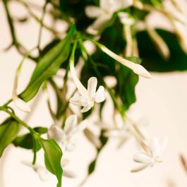 Private Collection Sweet Jasmine Fragrance Sticks
