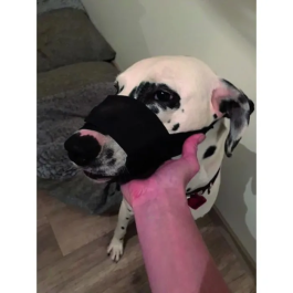 Yago Bozal de Nylon Negro para Perros Grandes con Red Transpirable y Ajustable