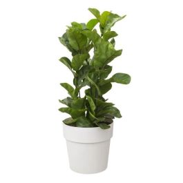 Elho B.for Original Maceta Redonda con Ruedas 35 Blanco para Interior Ø 35 x H 32 cm