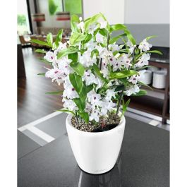 Lechuza LEC4008789160201 Jardinera CLASSICO Premium 21 LS Blanco Brillo Riego Automático Interior Exterior Lechuza LEC4008789160201 Jardinera CLASSICO Premium 21 LS Blanco Brillo Riego Automático Interior Exterior