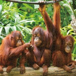 Puzzle Colorbaby Orangutan 6 Unidades 68 x 50 x 0,1 cm