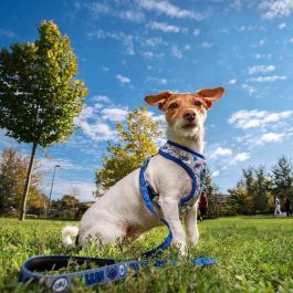 Cerdá Arnés para Perros Talla XS-S Diseño Stitch de Disney Azul Oscuro Cerdá Arnés para Perros Talla XS-S Diseño Stitch de Disney Azul Oscuro
