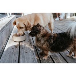 Comedero para Perro Hunter OSBY Beige Cerámica 550 ml