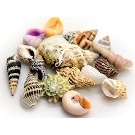 Conchas Akvastabil Sea Precio: 17.69000035. SKU: B14Q7AKTAH