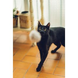 Gloria Juguete para Gato: Palo con Pompón de Piel de Conejo Real, 6 cm, Madera Natural, 100% Natural, Plastic Free