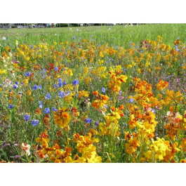 BHS PFBF21518 Mezcla de flores perennes para pájaros - 18 variedades - 230 g