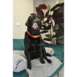 Aime Collar de caza YAGO para perros grandes, PVC Ultra Resistente Hilos Nylon, Naranja Flúor, 63-67cm