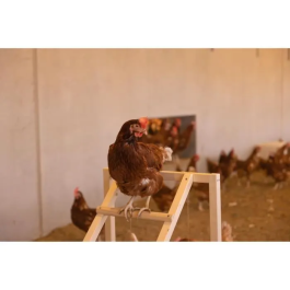 Kerbl Torre trepadora para gallinas KER4018653390924 - 85 x 55 x 76 cm - Con columpio - Escalera robusta