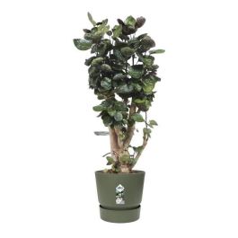 ELHO Macetero redondo Greenville 40 - Exterior - Ø 39 x H 36,8 cm - Verde hoja ELHO Macetero redondo Greenville 40 - Exterior - Ø 39 x H 36,8 cm - Verde hoja