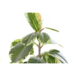 Planta DKD Home Decor Verde Negro 15 x 35 x 20 cm (4 Unidades) Planta DKD Home Decor Verde Negro 15 x 35 x 20 cm (4 Unidades)