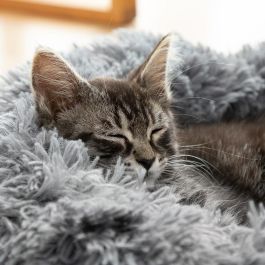 Cama Antiestrés para Mascotas Bepess InnovaGoods Ø 60 cm