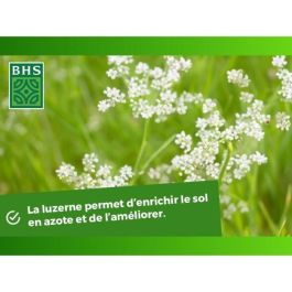 BHS AUC3366670500316 Alfalfa 500g para 100m², Mejora Suelo, Resiste Frío y Sequía, Rica en Proteínas y Vitaminas BHS AUC3366670500316 Alfalfa 500g para 100m², Mejora Suelo, Resiste Frío y Sequía, Rica en Proteínas y Vitaminas