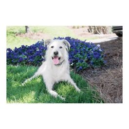 Petsafe Sistema de Apoyo Educativo LITE 600 m para Perros, 600m Alcance, 15 Niveles de Estimulación, Impermeable, Recargable USB