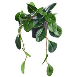 Planta Artificial Peperomia Day Precio: 8.49999953. SKU: B19CKHS354
