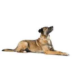 Collar para Perro Hunter MALIA Beige S/M 35-44 cm Collar para Perro Hunter MALIA Beige S/M 35-44 cm