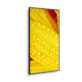 NEC M501-2 (60006084) Pantalla LED 50" 4K Ultra HD para Quiosco, Procesador Incorporado, Negro