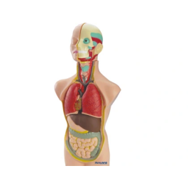 Miniland Juego de Anatomía Humana 11 Piezas 50 cm Precio: 130.5900002. SKU: B1JYHEXYQ2