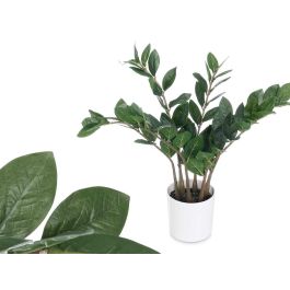 Planta Zamioculca 50 cm - Ibergarden, 6 ramas, colores blanco, marrón, verde (6 Unidades) Precio: 67.99000043. SKU: B15E3XLLKW