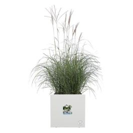 Jardinera Elho Vivo Next Square 40 - Blanco - Ø 39 x H 38 cm - interior/exterior - 100% reciclado Jardinera Elho Vivo Next Square 40 - Blanco - Ø 39 x H 38 cm - interior/exterior - 100% reciclado