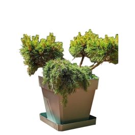 Riviera RIV3580794050728 Jardinera cuadrada Soleilla de Plástico 50x50 cm Verde arcilla Precio: 43.58999953. SKU: B1J4A7G5WC