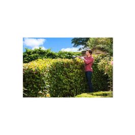 Cortadora de setos RYOBI 550 W - Hojas de 55 cm - RHT5655RS Cortadora de setos RYOBI 550 W - Hojas de 55 cm - RHT5655RS