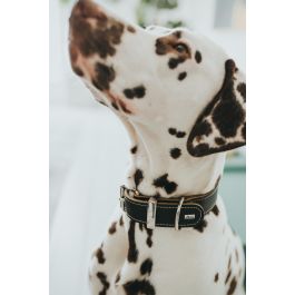 Hunter Collar Aalborg Special Piel Negro para Perros, Cuello 36-44 cm, Ancho 3.5 cm. Costuras Contraste, Distribución Presión Óptima