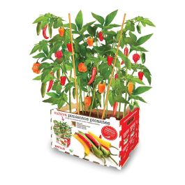 Batlle Caja de pimientos picantes para cultivar: guindilla roja, anaheim, jalapeño y habanero
