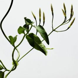 Loewe 001 Woman Eau de Parfum Vaporizador 50 ml Mujer