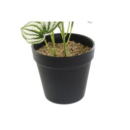 Planta DKD Home Decor Verde Negro 13 x 27 x 13 cm (4 Unidades) Planta DKD Home Decor Verde Negro 13 x 27 x 13 cm (4 Unidades)
