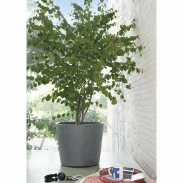 Deroma 9HB1ZSZ217 Maceta Millennium R Autorriego con Ruedas 59 cm Gris Ceniza Deroma 9HB1ZSZ217 Maceta Millennium R Autorriego con Ruedas 59 cm Gris Ceniza