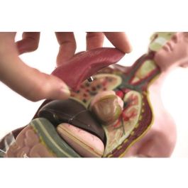 HOLA MAESTRO Anatomía del Busto: Modelo Detallado para Descubrir el Cuerpo Humano