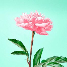 Jowae Mousse Micelar Limpiadora 150ml