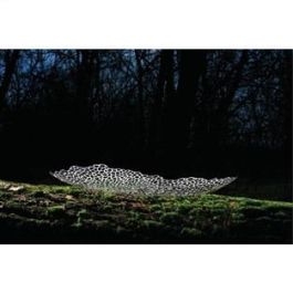 Alessi GV32 Centro de Mesa Acero Inoxidable 18/10 Guido Venturini