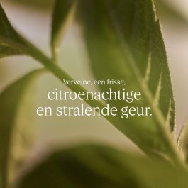 L'Occitane En Provence Karité Confort Jabón Líquido Verbena Recargable 500 ml