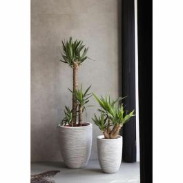 Capi Europe AUC8716443061721 Maceta Baja Elegante RIB NL 46x58cm Marfil