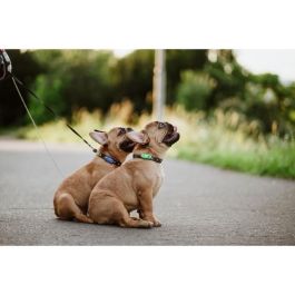 Tickless Repelente Ultrasónico Mini Dog & Cat Protección contra Pulgas y Garrapatas Mentha Green TIC5999566451683