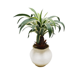 DKD Home Decor Planta Verde Crema de Pe y Magnesia 60 x 65 x 60 cm (2 Unidades) Precio: 137.59000024. SKU: B1KGRRG6CL