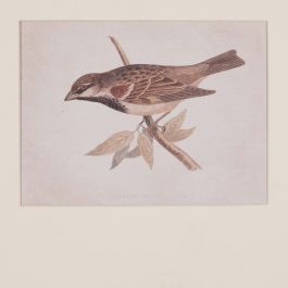 Cuadro Impresión Pájaros 2/M 43 X 2 X 53 cm