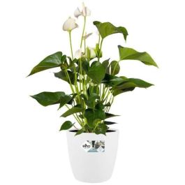 Elho 5643504015041 Juego 2 Maceteros Redondos Bruselas con Ruedas Ø35xH33cm y Ø39xH36.5cm, 55L, Blanco