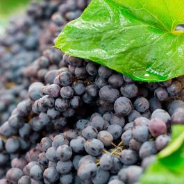 Kiehl's Aceite Corporal Nutritivo Seco Creme de Corps 175 ml - Hidratación Intensiva con Fragancia de Vainilla y Almendra