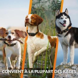 Weenect WEE3770000300789 Collar GPS para Perros Dog XT Resistente al Agua Antena XL Naranja con Suscripción Incluye Collar Julius-K9 Weenect WEE3770000300789 Collar GPS para Perros Dog XT Resistente al Agua Antena XL Naranja con Suscripción Incluye Collar Julius-K9