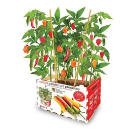 Batlle Caja de Pimientos Picantes para Cultivar 4 Tipos: Guindilla Roja, Anaheim, Jalapeño y Habanero Precio: 14.49999991. SKU: S7911865