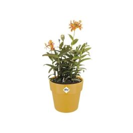 Elho B.for Original Round 30 Maceta Redonda Ocre para Plantas de Interior Ø29.5cm, 13.1L Polipropileno