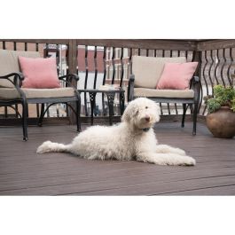 PBC19-16448 Collar antiladridos LITE para perros PBC19-16448 Collar antiladridos LITE para perros