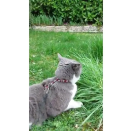 AIMÉ Arnés y Correa Reflectante Rojo para Gatos AIM3281019020594