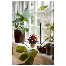 LEGO 10370 Icons Flor de Pascua, Juego Construcción 608 Piezas, 18+ Años